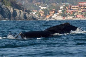 Avistamiento de Ballenas en Ixtapa Zihuatanejo