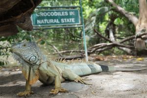 Reserva de Cocodrilos, Playa Linda Ixtapa
