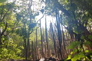 Senderismo en Ixtapa Zihuatanejo