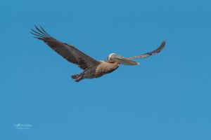 Observación de aves y eco turismo