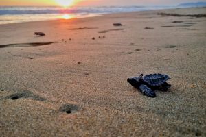 Liberación de Tortugas Marinas