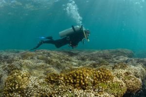 Buceo en Ixtapa Zihuatanejo