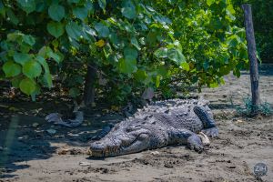 10 Cosas que debes (y no debes) hacer cuando veas un Cocodrilo en Ixtapa-Zihuatanejo
