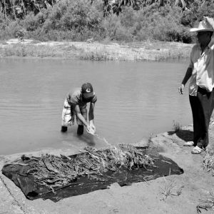   Tabaco Soledad De Maciel