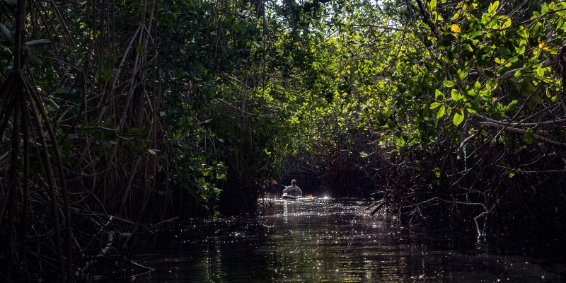 Avistamiento Aves Kayak Birdwatching 