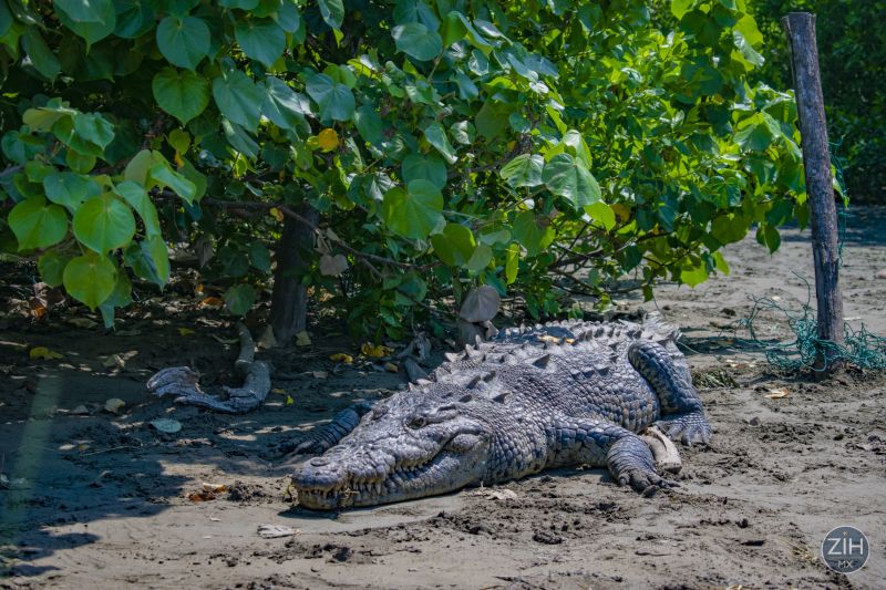 10 Things to Do (and Not Do!) When You Spot a Crocodile in Ixtapa-Zihuatanejo
