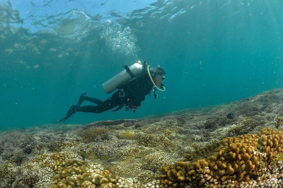 Diving in Ixtapa Zihuatanejo zih.mx Ixtapa Zihuatanejo